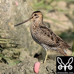 水路にいたチュウジシギ幼鳥。与那国島は田んぼが少なくシギたちの居場所がありません。