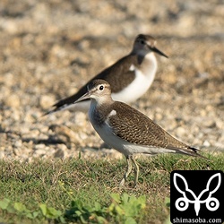 イソシギも草むらで採餌。
