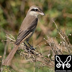 シマアカモズの成鳥メス。