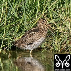 尾羽が脱落したチュウジシギ。