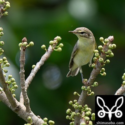 アコウの枝先を移動しながら餌を探すキタヤナギムシクイ。