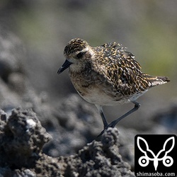 ムナグロは岸壁の岩の上で休息。