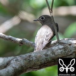 コサメビタキ成鳥。暗めの林道で発見しました。数はかなり少ないです。