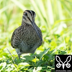 駐車場の街灯の日陰で休むチュウジシギ。