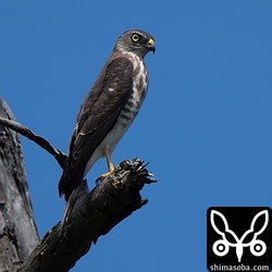 アカハラダカ幼鳥。アカハラダカは数羽を確認しました。