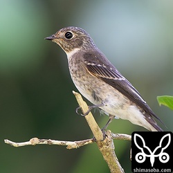 サメビタキ幼鳥。ここまでフレッシュな幼羽は初めて見ました。