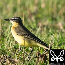 牧草地や農耕地には大量のマミジロツメナガセキレイが飛来しています。