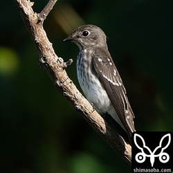 エゾビタキ幼鳥。エゾビタキは成鳥、幼鳥含めてサメビタキ属では一番多いようでした。