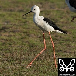 セイタカシギは草むらに数羽がいました。