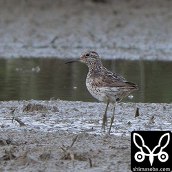 摩耗の激しいウズラシギ。