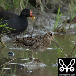チュウジシギに迫るバン。