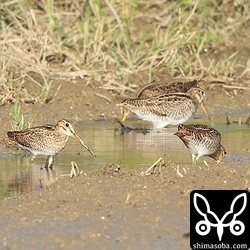 チュウジシギの群れ。全て幼鳥でした。
