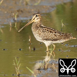 大柄なチュウジシギ幼鳥。