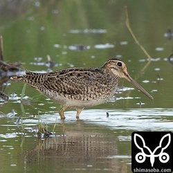 またまたチュウジシギ幼鳥。