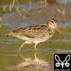 こちらもチュウジシギ幼鳥。