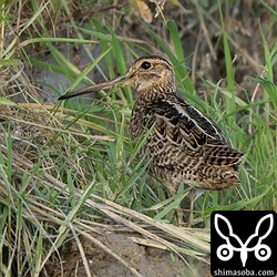 チュウジシギ幼鳥。肩羽は冬羽になっているようです。
