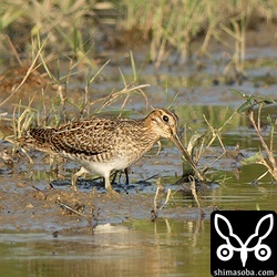 チュウジシギ幼鳥。こちたはまだまだ幼羽です。