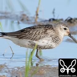 ハマシギ幼鳥。くちばしが若干短く感じます。