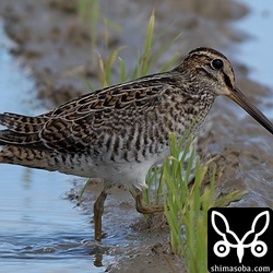 またまたハリオシギ幼鳥。
