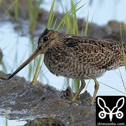 ちょっと変わった個体のハリオシギ幼鳥。