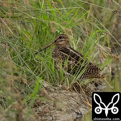 チュウジシギもいろいろなタイプがいて面白いですね。^^