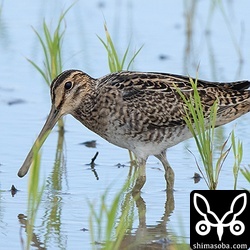 チュウジシギも幼鳥ばかり…。