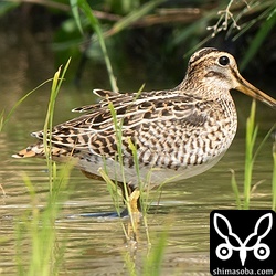 こちらもハリオシギ幼鳥。