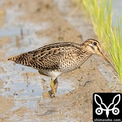 大柄なチュウジシギ。こんな雰囲気の個体は少ないですが毎年、現れます。