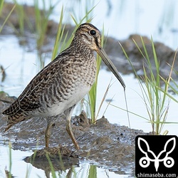 土の中から丁寧にミミズを引っ張り出すハリオシギ幼鳥。