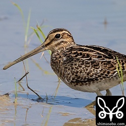 チュウジシギはたくさんいます。