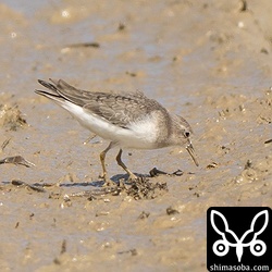今季初のオジロトウネンは幼鳥でした。