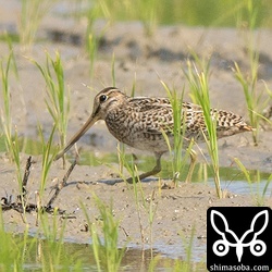 遠くにもハリオシギ。こちらも幼鳥。