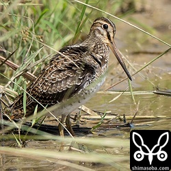 この時季のハリオシギは幼鳥ばかりですね。