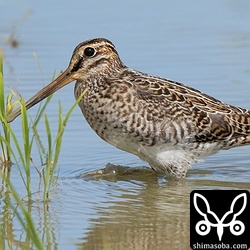 ハリオシギ幼鳥。