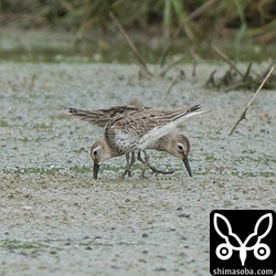 ハマシギは2羽。幼鳥です。与那国島は田んぼがほとんどなく、今回は2期作も行われていなかったのでシギたちは少なかったです。水路にはヒバリシギやセイタカシギ、トウネン、コチドリなどがいました。