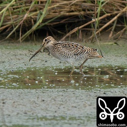 遠くにチュウジシギ。幼鳥ばかりでした。