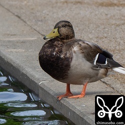 なぜかマガモが飛来。少し早すぎる気がしますね…。