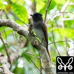 このサンコウチョウの群れは10羽近くで形成されていました。
