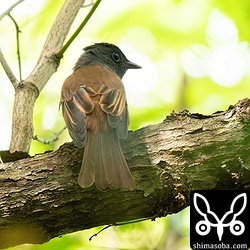 薄暗い雑木林の中を動き回って採餌していました。