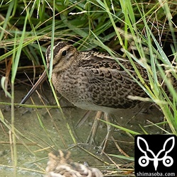 近すぎてフリーズしてしまったチュウジシギ幼鳥。