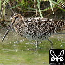 こちらもチュウジシギ幼鳥。