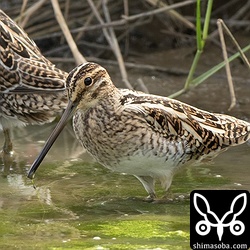 チュウジシギの群れに唯一のタシギ成鳥。