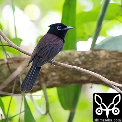 こちらはオスのサンコウチョウ。たまにさえずりも聞こえてきました。