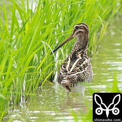 タシギもだんだん増えてきました。