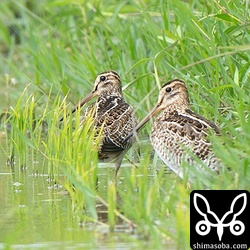 ハリオシギ(左)とチュウジシギ。両方とも上の個体と同じです。