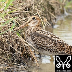 チュウジシギ幼鳥。