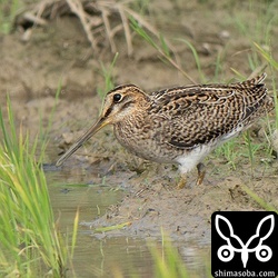 こちらもチュウジシギ幼鳥。