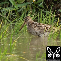 こちらもハリオシギ幼鳥。