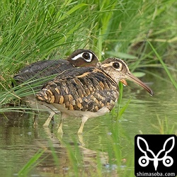 タマシギのオス(手前)とメス。