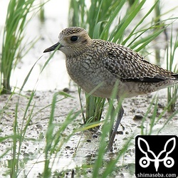 今季初となるムナグロの幼鳥。